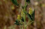 Indian sweetclover